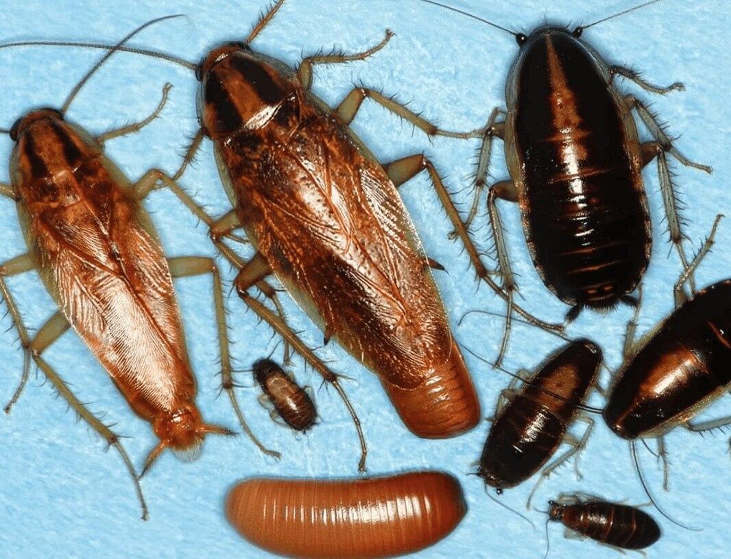 Уничтожение чесоточного клеща - 